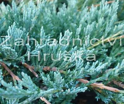 jalovec - Juniperus horizontalis 'Glacier'