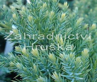 jalovec - Juniperus squamata 'Dream Joy'