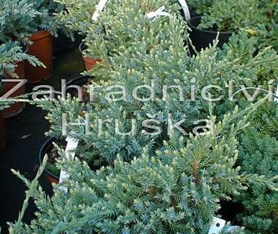 jalovec - Juniperus squamata 'Dream Joy'