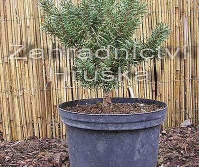 Borovice - Pinus contorta x banksiana