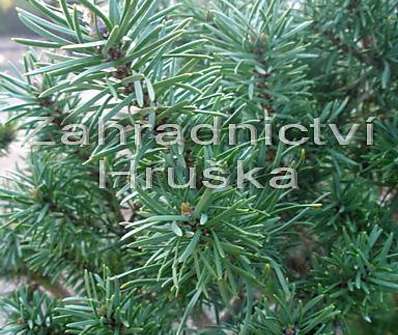 Borovice - Pinus contorta x banksiana
