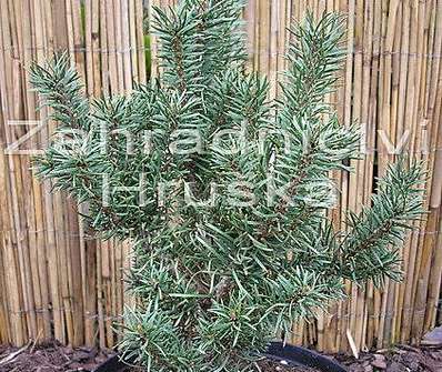 Borovice - Pinus contorta x banksiana