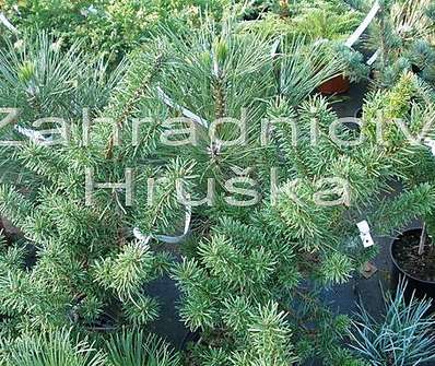 Borovice - Pinus contorta x banksiana