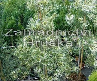 Borovice - Pinus densiflora 'Oculus Draconis'..
