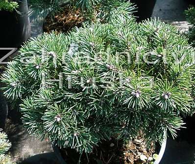 Borovice - Pinus mugo 'Greene Welle'