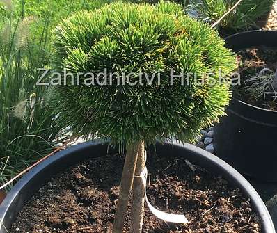 Borovice - Pinus leucodermis 'Schmidtii'KM.