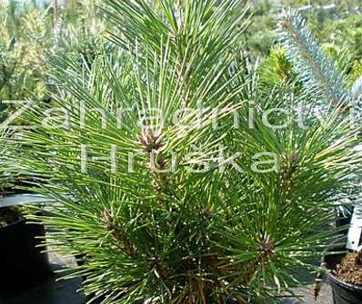 Borovice - Pinus resinosa 'Nana'