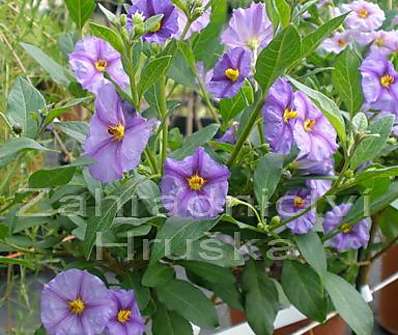 hořcový stromek - solanum