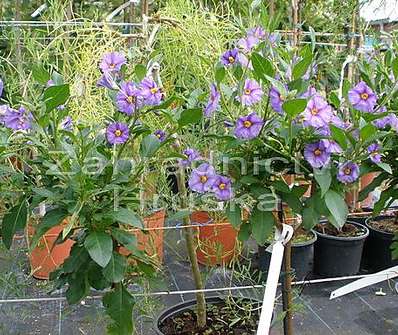 hořcový stromek - solanum