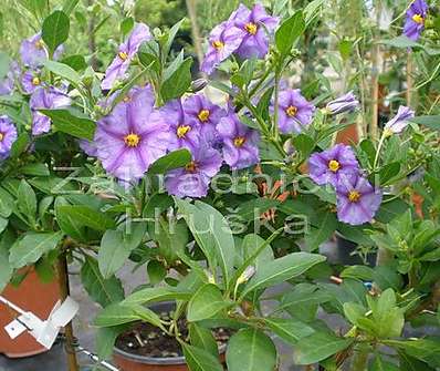 hořcový stromek - solanum