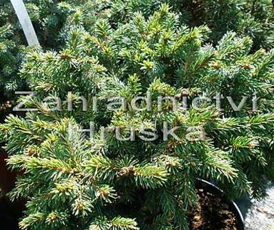 smrk - Picea abies 'Saša'