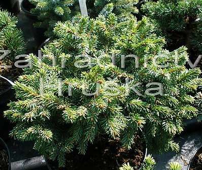 smrk - Picea abies 'Saša'