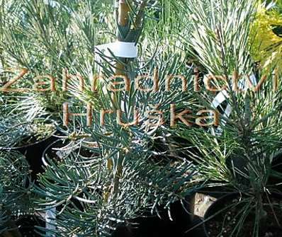 jedle - Abies concolor 'Archers Dwarf'