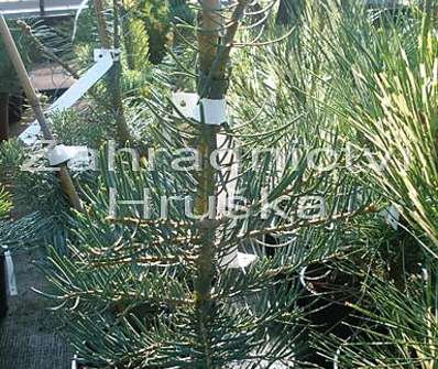 jedle - Abies concolor 'Archers Dwarf'