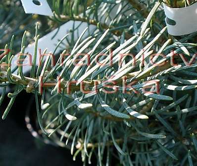 jedle - Abies concolor 'Archers Dwarf'