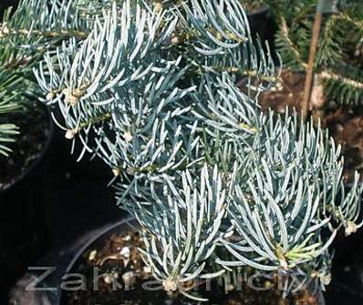 jedle - Abies concolor 'Archers Dwarf'
