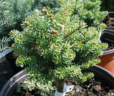 jedle - Abies koreana 'Silberperl' KM