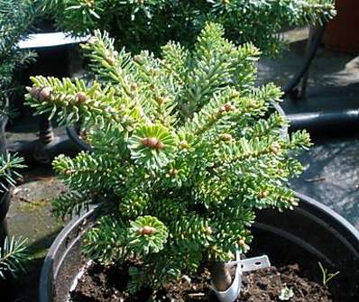 jedle - Abies koreana 'Silberperl' KM
