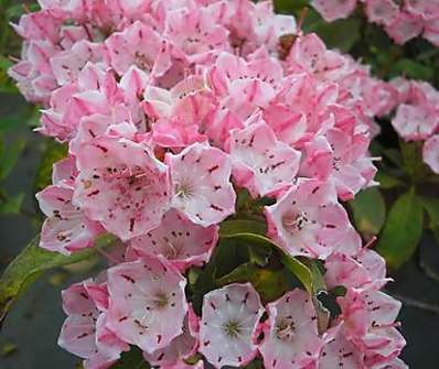 mamota - Kalmia