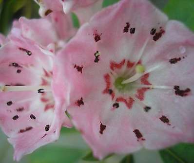 mamota - Kalmia