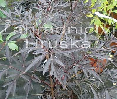 bez černý - Sambucus nigra 'Purple Leaved Elder'
