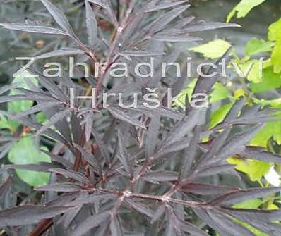 bez černý - Sambucus nigra 'Purple Leaved Elder'
