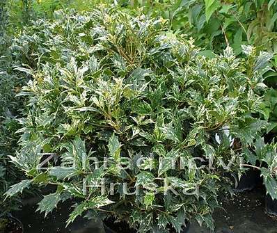 vonokvětka - Osmanthus heterophyl.'Variegatus'