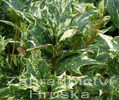 vonokvětka - Osmanthus heterophyl.'Variegatus'