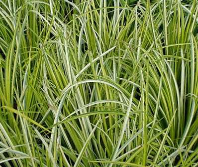 puškvorec - Acorus gramineus 'Ogon'