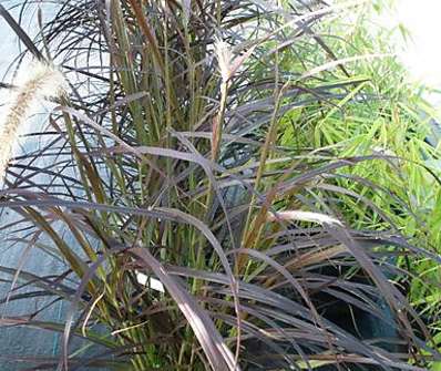 dochan - Pennisetum sataceum 'Rubrum'