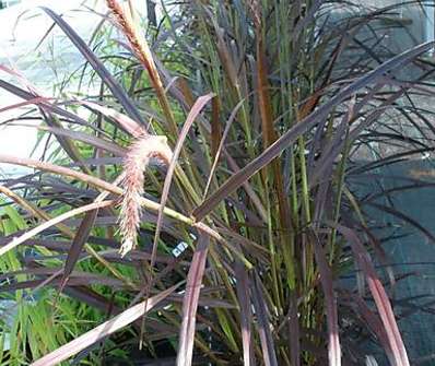 dochan - Pennisetum sataceum 'Rubrum'