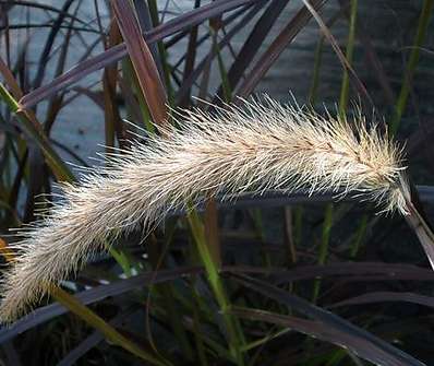 dochan - Pennisetum sataceum 'Rubrum'