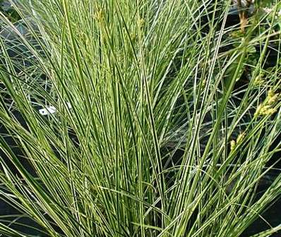 ostřice - Carex brunea