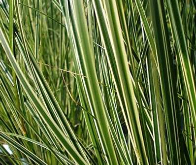 ostřice - Carex brunea