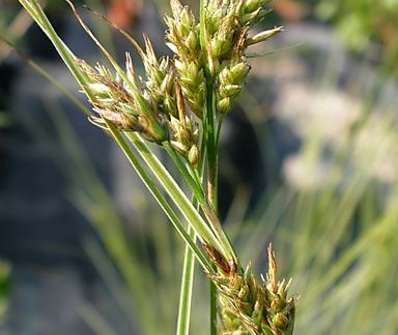ostřice - Carex brunea