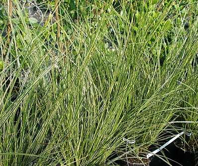 ostřice - Carex brunea