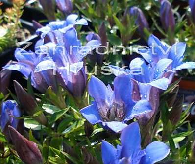 Gentiana scabra