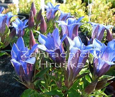 Gentiana scabra