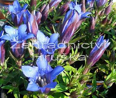 Gentiana scabra