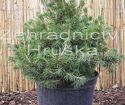 smrk - Picea abies 'Tompa'