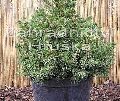 smrk - Picea abies 'Tompa'