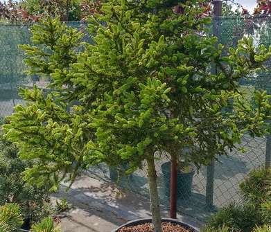 smrk - Picea abies 'WB Děčín'