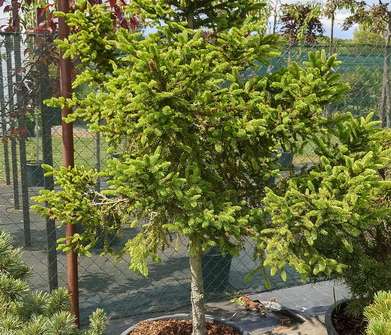 smrk - Picea abies 'WB Děčín'