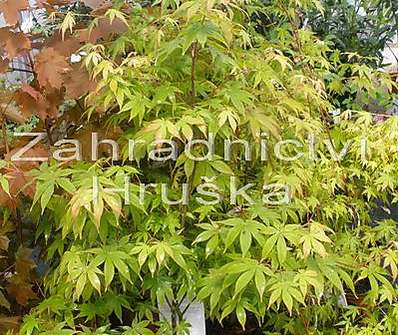 javor - Acer palmatum 'Osakazuki'