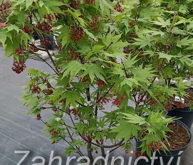javor - Acer palmatum 'Osakazuki'