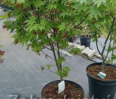 javor - Acer palmatum 'Osakazuki'