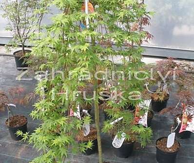 javor - Acer palmatum 'Ryu Sen'