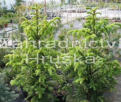 smrk - Picea abies 'Cupressina'.