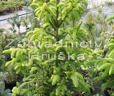 smrk - Picea abies 'Cupressina'.