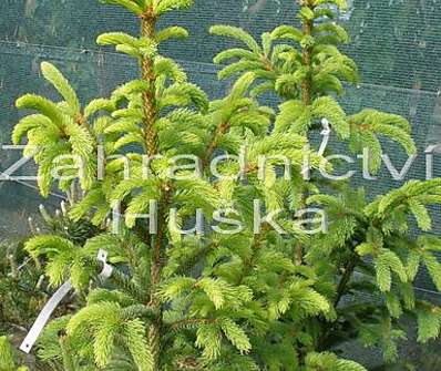 smrk - Picea abies 'Cupressina'.